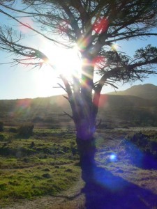 Sun light shining through the big fir tree